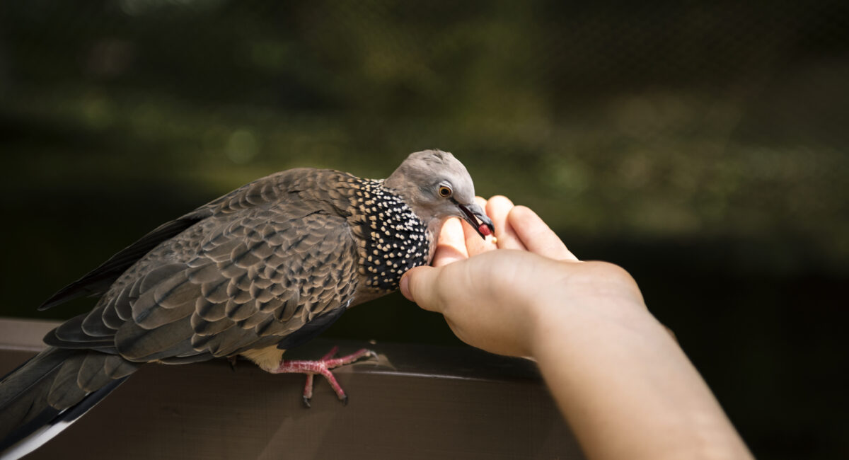 Bird eating food from human hand
