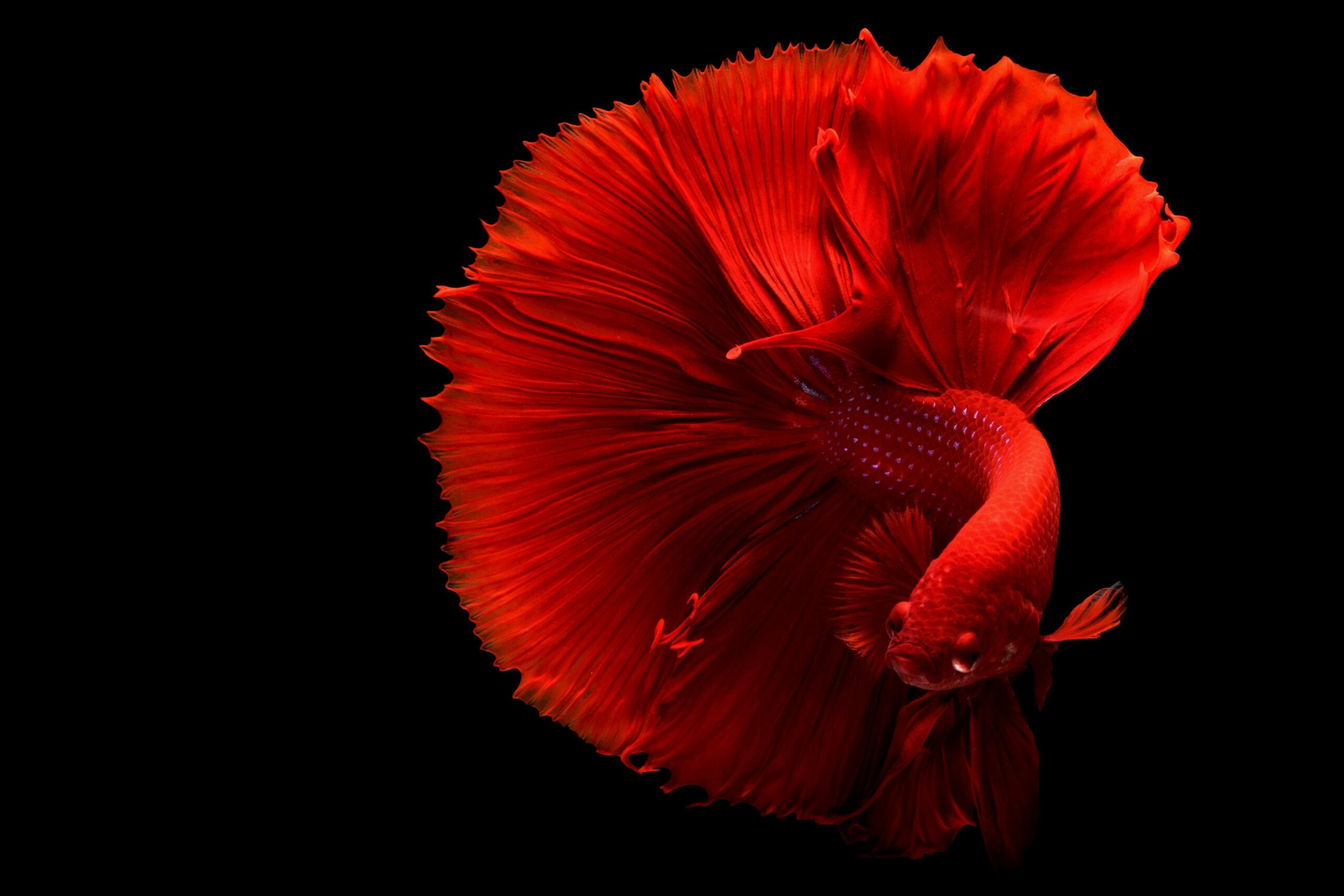 buy ornamental fish in Singapore
