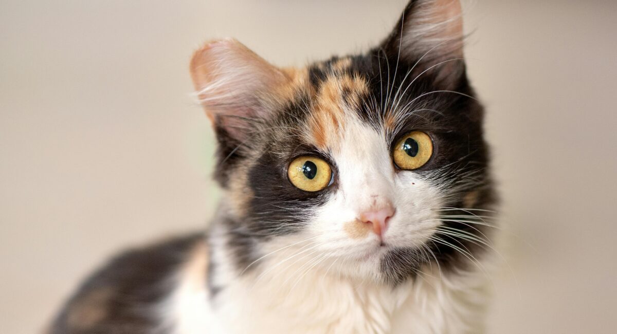 Kitten for Sale in Singapore