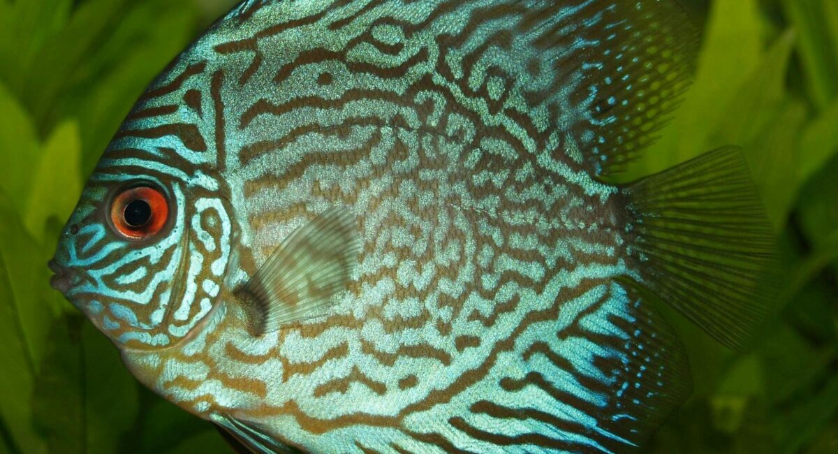 Buy Ornamental Fish in Singapore