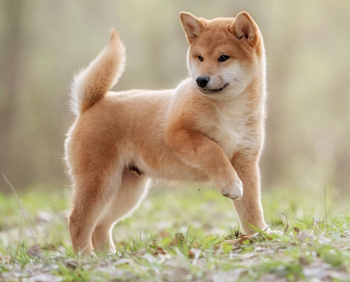 Dog for Sale in Singapore