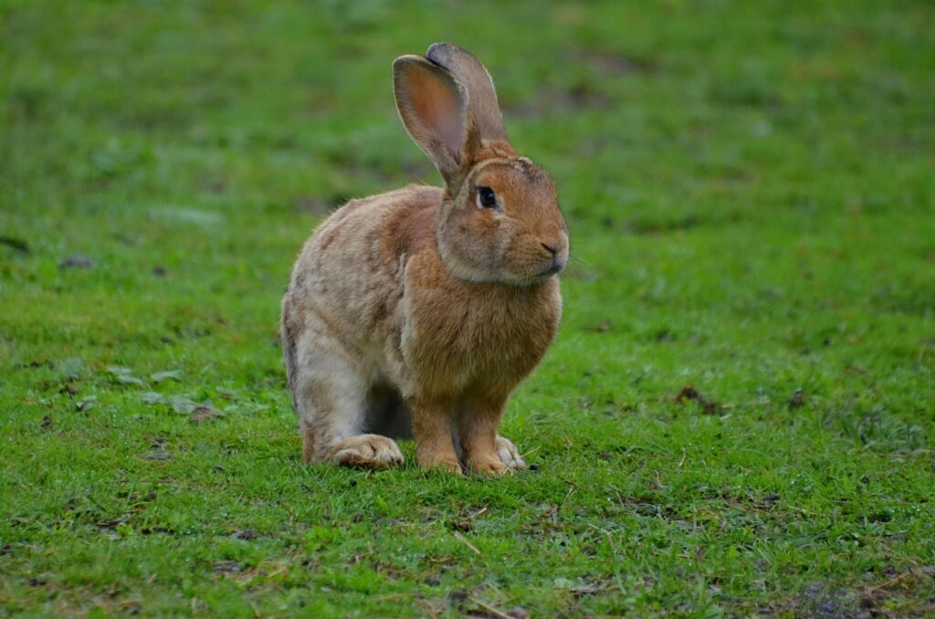 buy rabbit in singapore