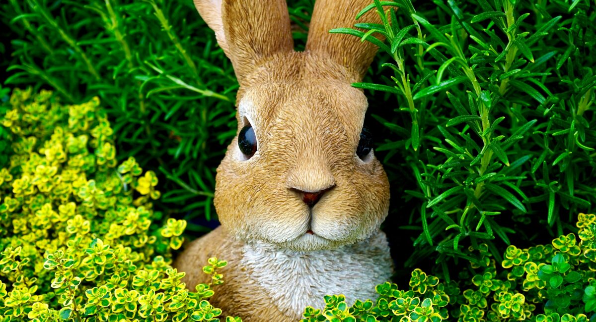 buy rabbit in singap[ore
