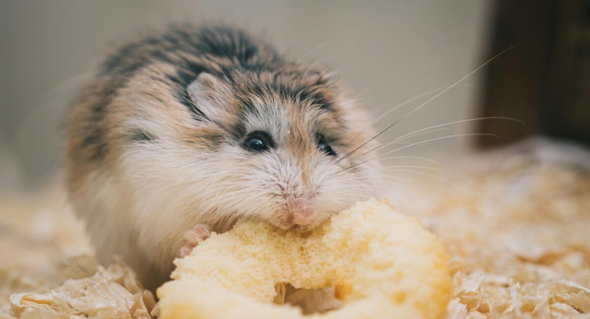 Buy Hamster in Singapore