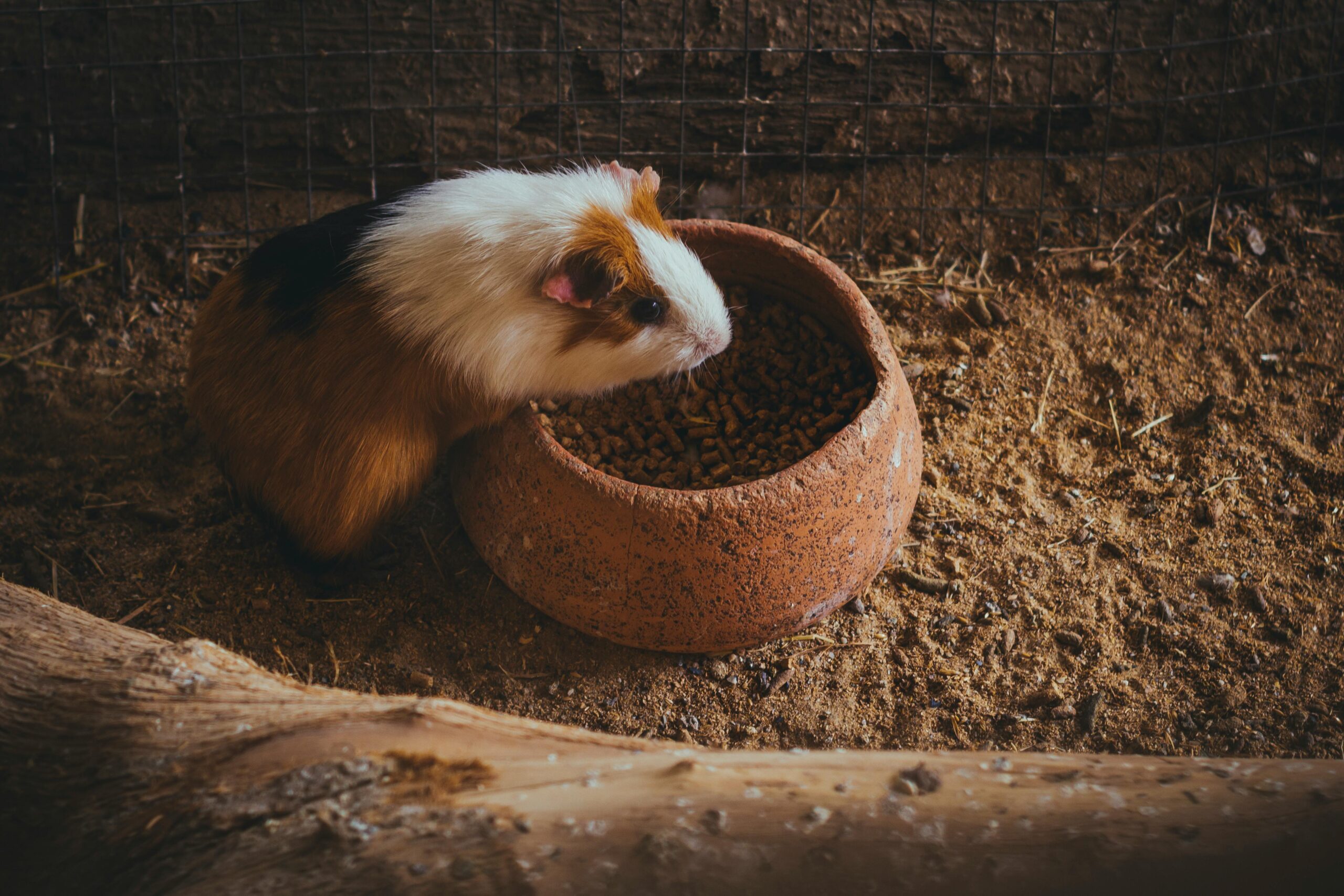 Buy a Guinea Pig
