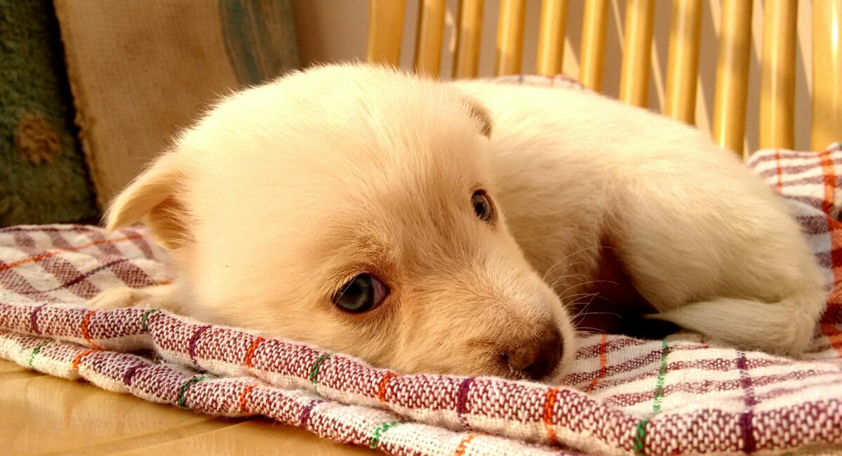 Buy Puppy in Singapore