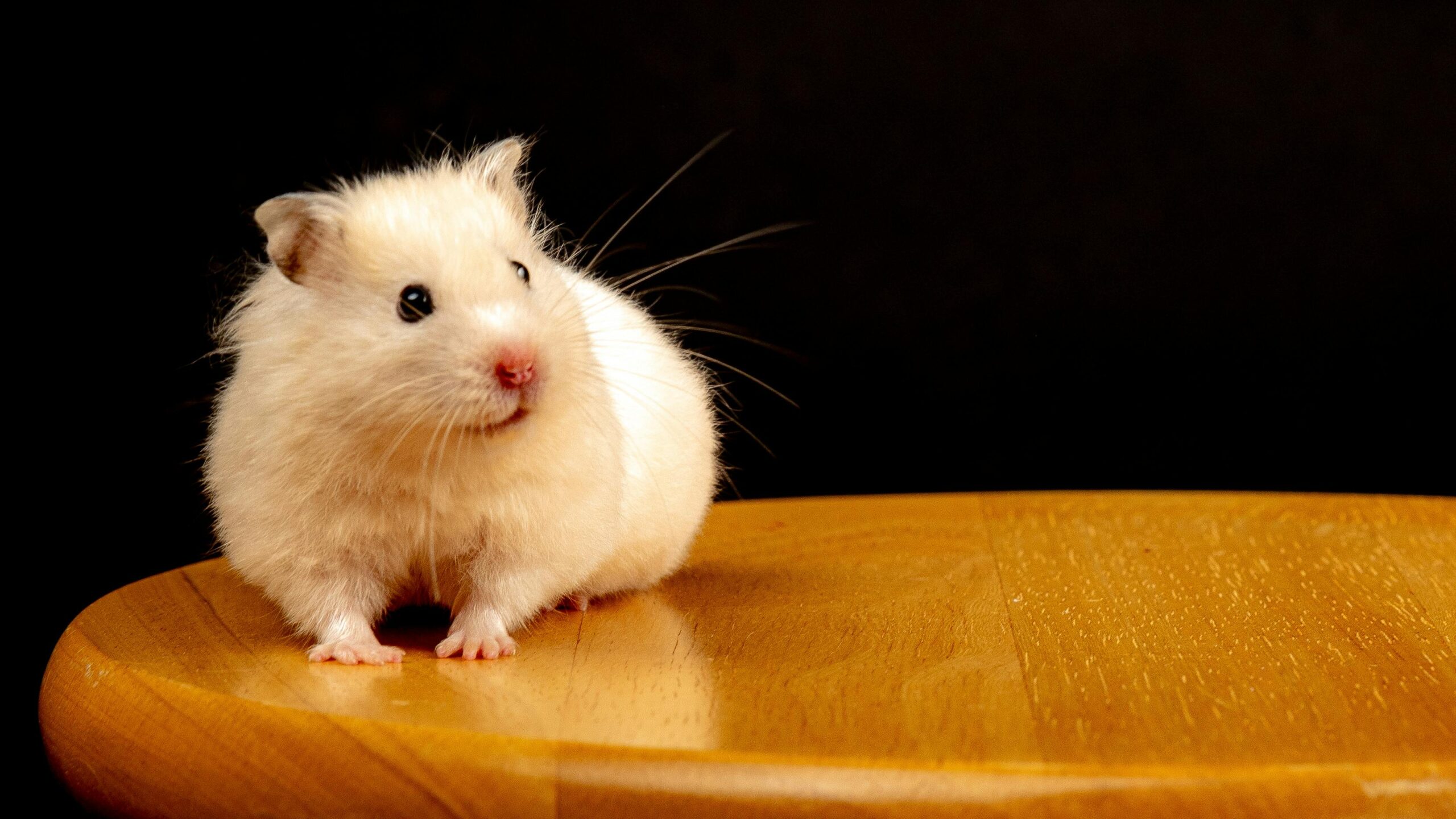 Buy Hamster in Singapore