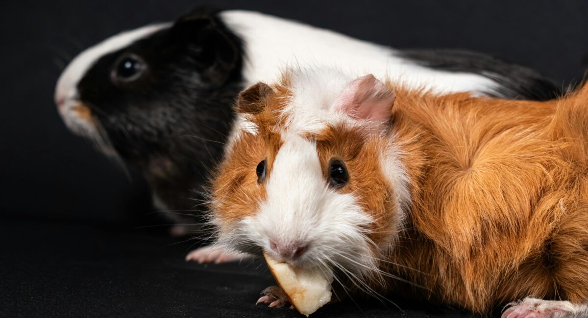Buy Guinea Pig in Singapore