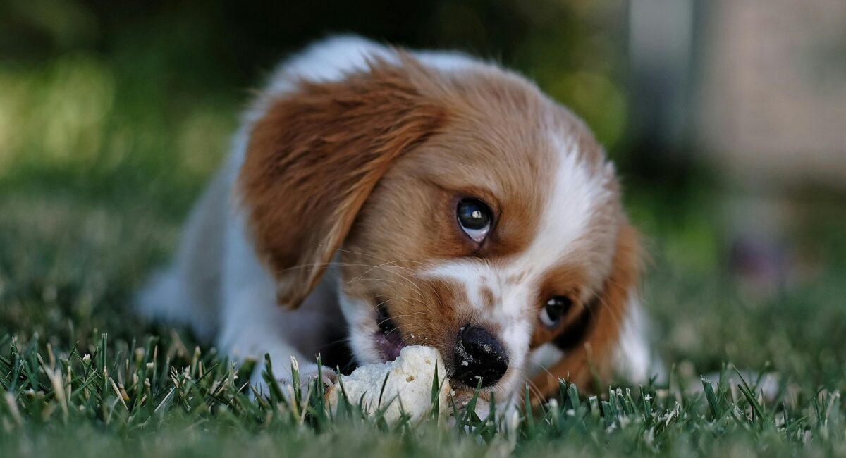 Dog for Sale