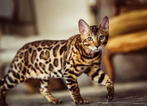 The-Bengal-cat