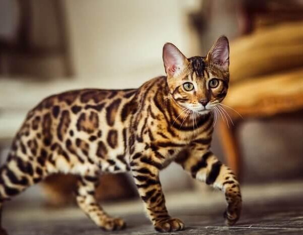 The-Bengal-cat
