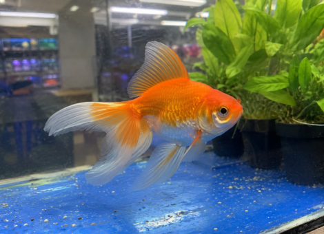 Gold-Fish