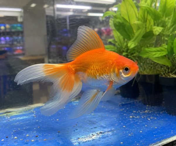 Gold-Fish