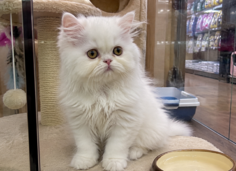 Persian-Kitten-for-Sale