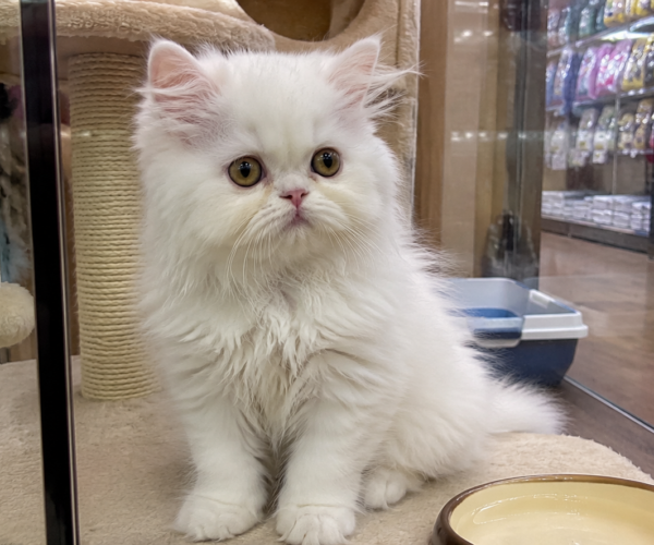 Persian-Kitten-for-Sale