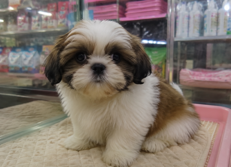 Shih-Tzu-Puppy-for-Sale-2
