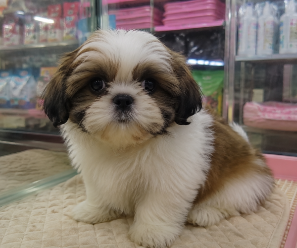 Shih-Tzu-Puppy-for-Sale