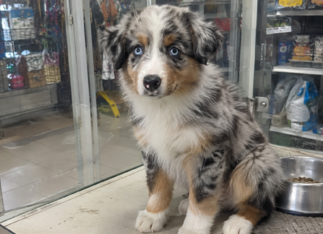 Australian-Shepherd-for-Sale