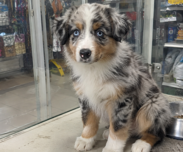 Australian-Shepherd-for-Sale