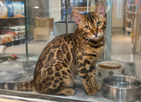 Bengal-Cat