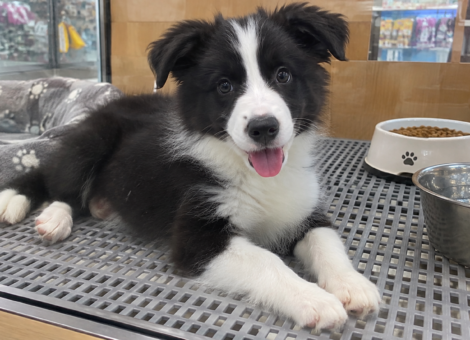 Border-Collie-Puppy-for-Sale