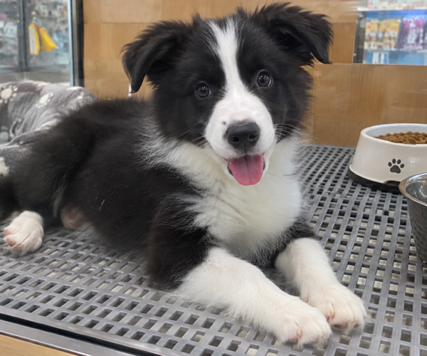 Border-Collie-Puppy-for-Sale