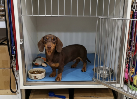 Cute-Dachshund-Puppy