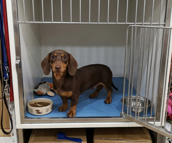 Cute-Dachshund-Puppy