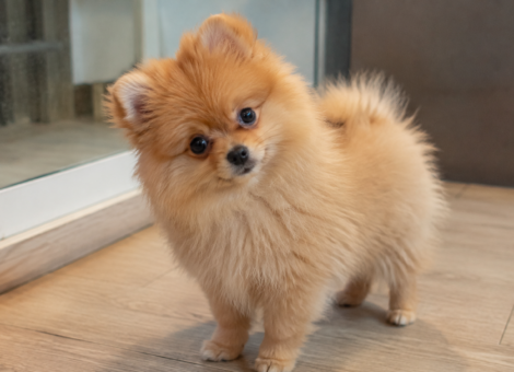 Fluffy-Pomeranian-Puppy-SG