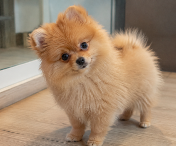 Fluffy-Pomeranian-Puppy-SG