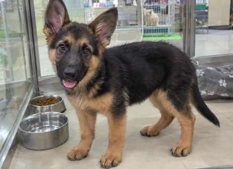 German-Shepherd-Puppy-SG