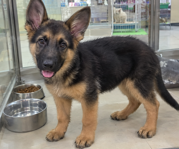 German-Shepherd-Puppy-SG