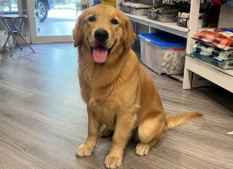 Golden-Pup-Looking-for-Home