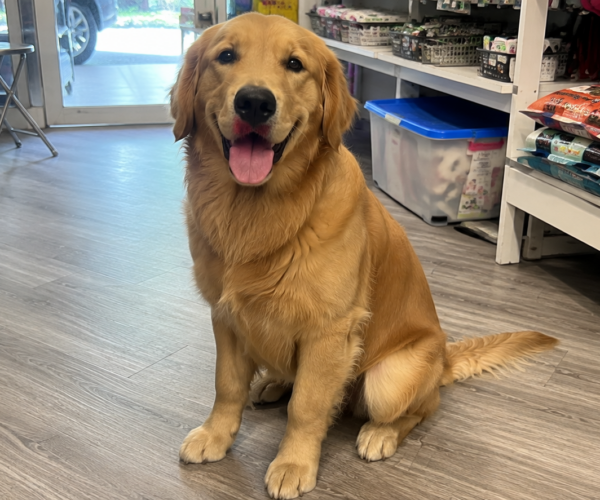 Golden-Pup-Looking-for-Home
