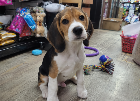 Handsome-Beagle-Puppy