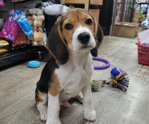 Handsome-Beagle-Puppy