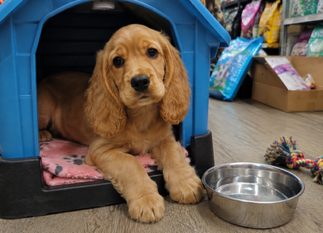 Lovely-Cocker-Spaniel-Puppy