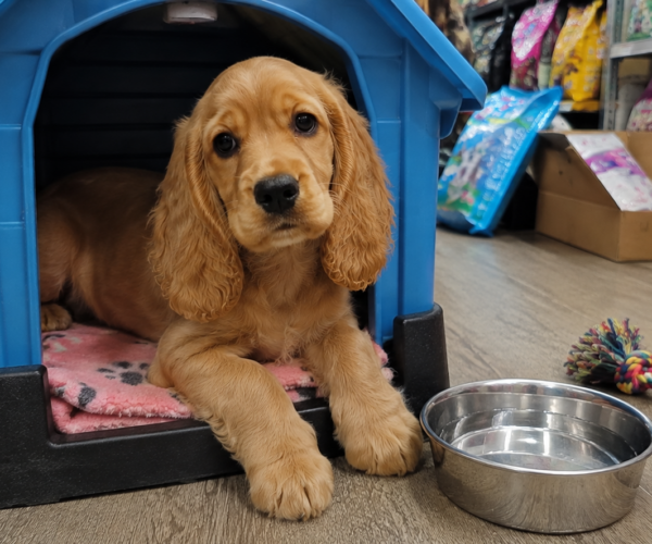 Lovely-Cocker-Spaniel-Puppy