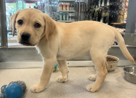 Lovely-Labrador-Ready-Home