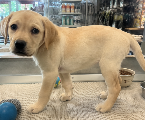 Lovely-Labrador-Ready-Home