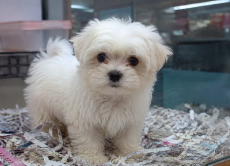 Maltese-Puppy-for-Sale-SG