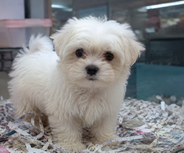 Maltese-Puppy-for-Sale-SG