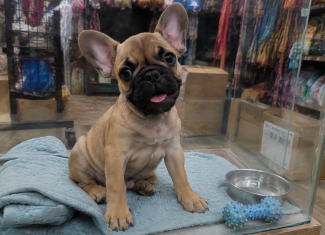 Playful-French-Bulldog-Pup