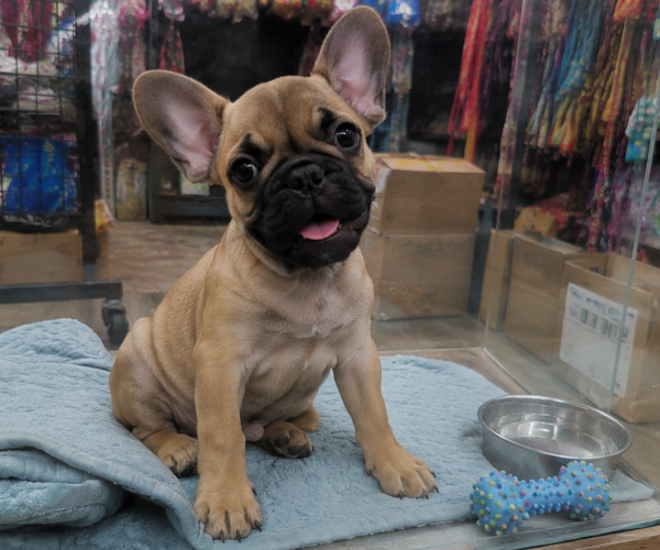 Playful-French-Bulldog-Pup