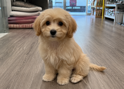 Playful-Maltipoo-Pup-SG
