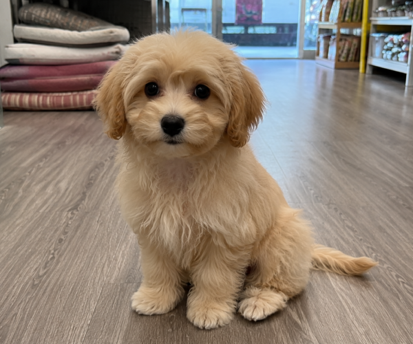 Playful-Maltipoo-Pup-SG