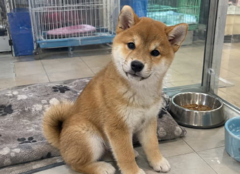 Shiba-Inu-Puppy-for-Sale