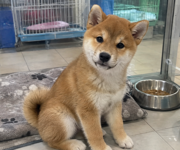 Shiba-Inu-Puppy-for-Sale
