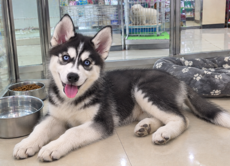 Siberian-Husky-Puppy-2