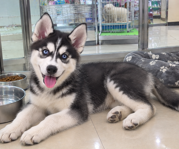 Siberian-Husky-Puppy-2